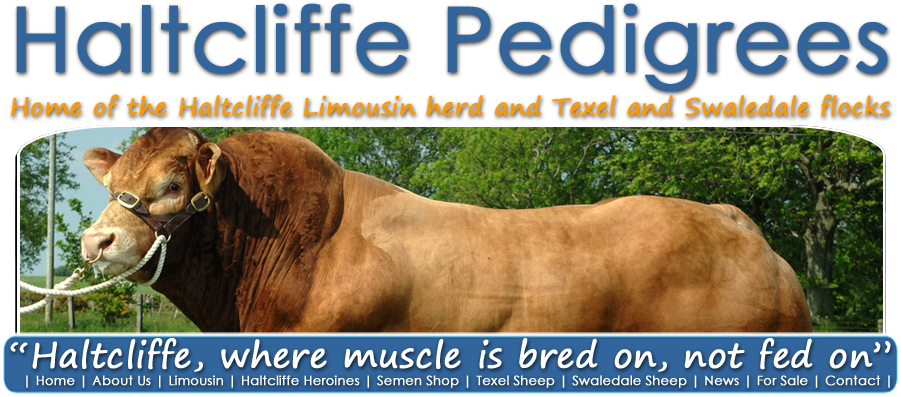 Haltcliffe Semen Store - Limousin Cattle (900x404), Png Download