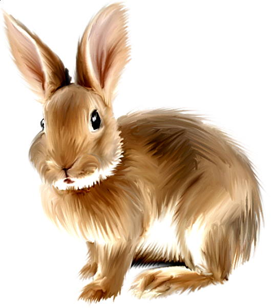 Download Rabbit Png Bunny Rabbit Rabbit Clipart Baby Bunnies Rabbit Png Clipart Png Image With No Background Pngkey Com