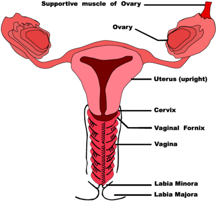 Picture - Shark Brain Vagina (518x400), Png Download