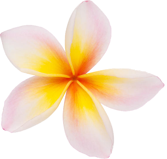 Plumeria Clipart Png (900x600), Png Download