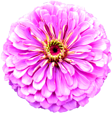 Flower Image Gallery Flower - Clipart Of Real Flowers (399x399), Png Download