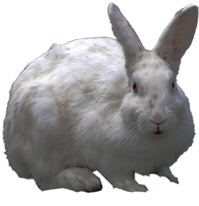 Free Icons Png - White Rabbit Png (998x801), Png Download