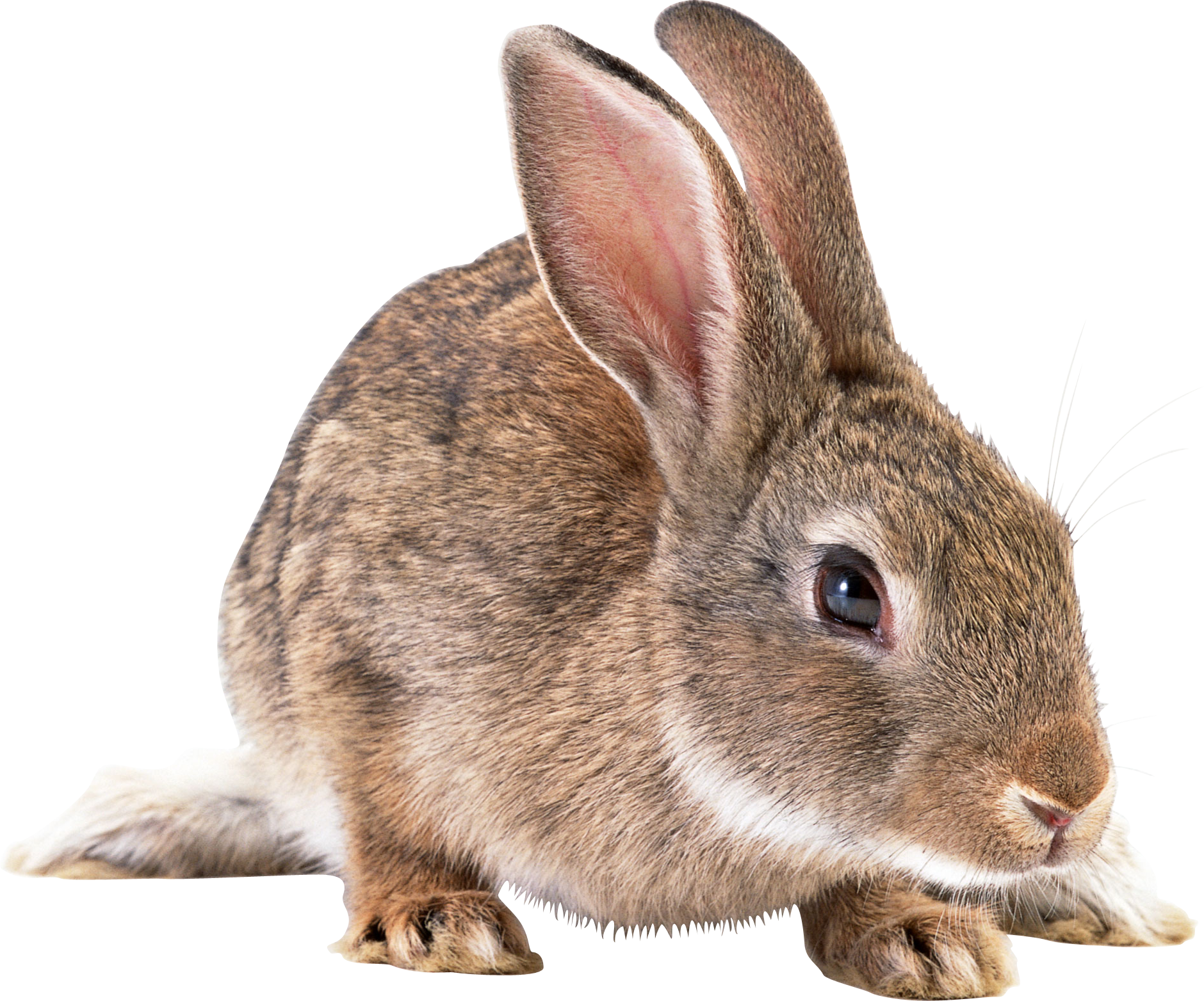 Bunny Clipart Wild Rabbit - Rabbit Png (1880x1564), Png Download