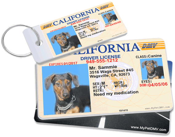 View Our Custom Pet Id Tags - Dog Id (581x497), Png Download