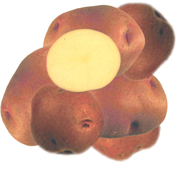 Sangre - Potato (587x617), Png Download