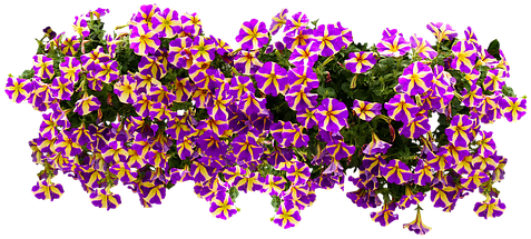 Piante Balcone Png (510x340), Png Download