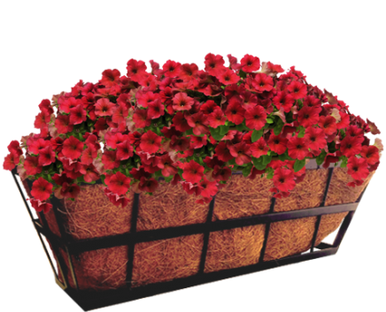 Hazzard's Seeds Petunia-spreading Easy Wave Velour (475x435), Png Download
