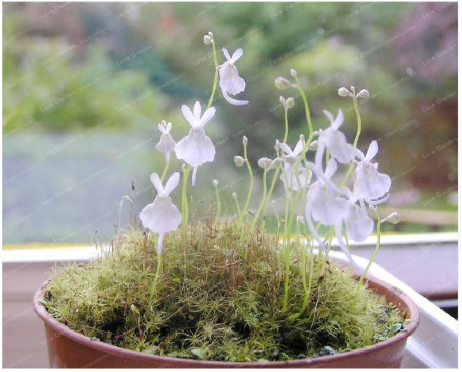 100 Particles /bag Small White Rabbit Bladderwort Carnivorous - Utricularia (900x900), Png Download