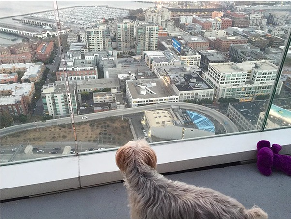 Safariartist Baxter Enjoying City Living From The Balcony - Sapsali (600x600), Png Download