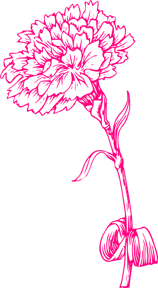 Carnation Clipart Pink Carnation - Marigold Flower Black And White (324x592), Png Download