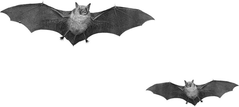 Bats Png (1024x819), Png Download
