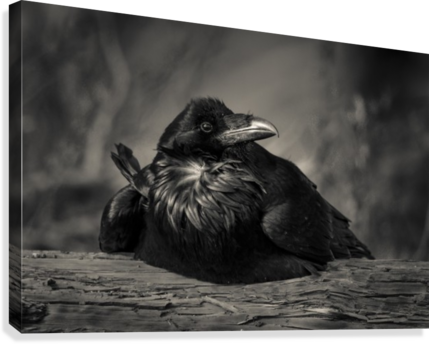 Jabba The Raven Canvas Print - Jabba The Hutt (429x344), Png Download