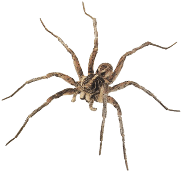 Brown Spider - Wolf Spider (400x400), Png Download
