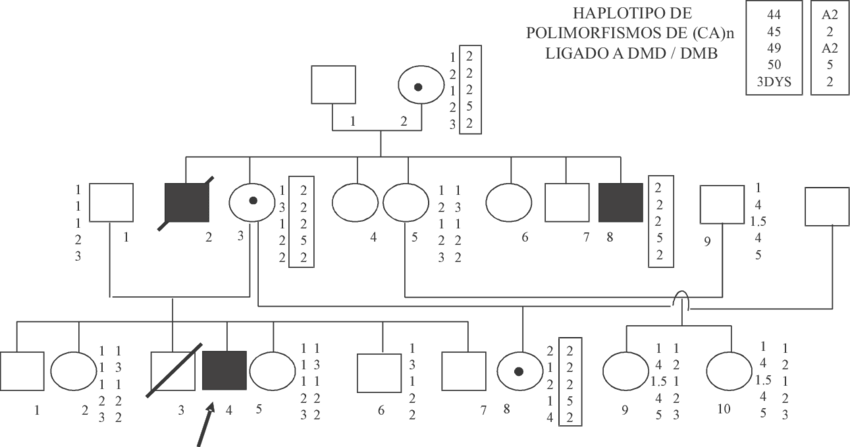 Detección De Portadoras De Distrofia Muscular Duchenne/becker - Diagram (850x447), Png Download