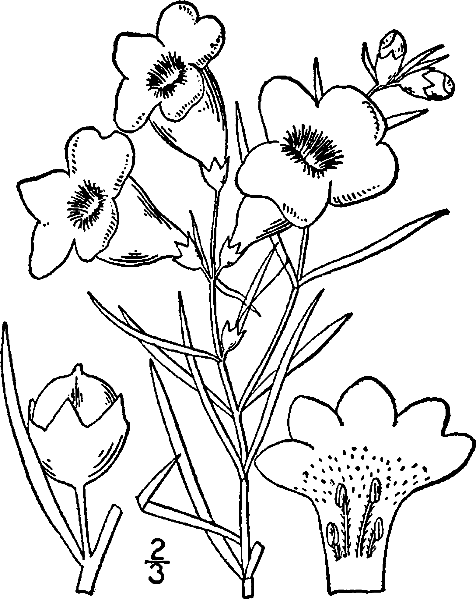 Agalinis Purpurea Drawing - Drawing Png (1624x2000), Png Download