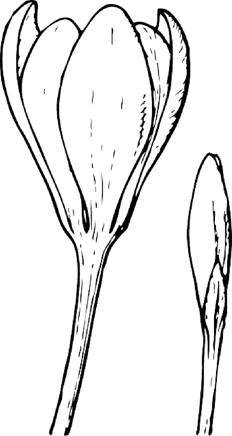 Mb Image/png - Flower Bud Clip Art (800x1505), Png Download