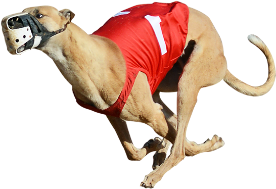 One Of The Greyhounds Racing At Bestbet - Greyhound Racing Png (800x640), Png Download