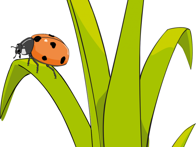 Grass Cartoon - Clipart Ladybug Grass (640x480), Png Download