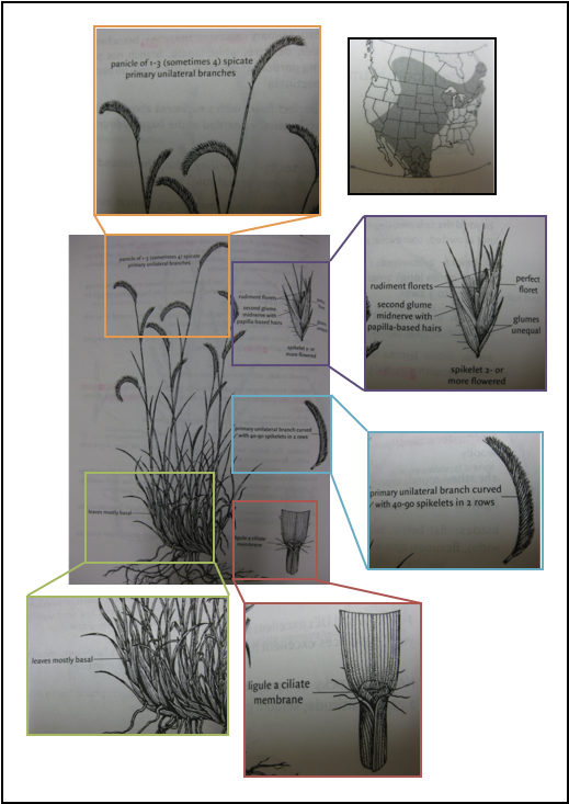 Bouteloua Gracilis, Blue Grama, Grass, Sketch - Blue Grama (518x776), Png Download