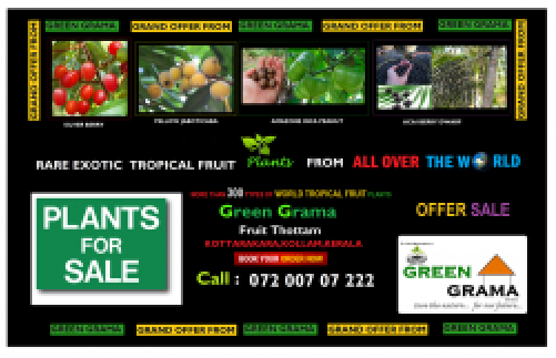 Green Grama World Tropicalfruit Plants - Plants (500x500), Png Download
