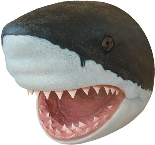 Tiger Shark Dog Puppy Fish - Shark Head Png (600x600), Png Download