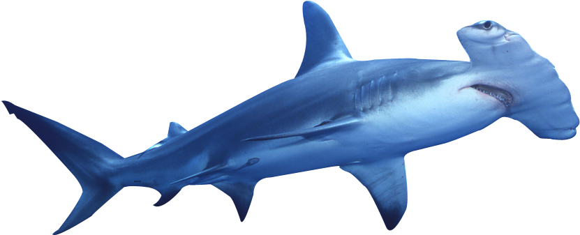 Hammerhead Shark Png (1000x667), Png Download