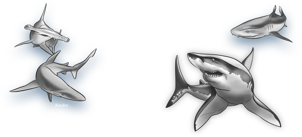 Auzyauzy - Great White Shark (1057x481), Png Download