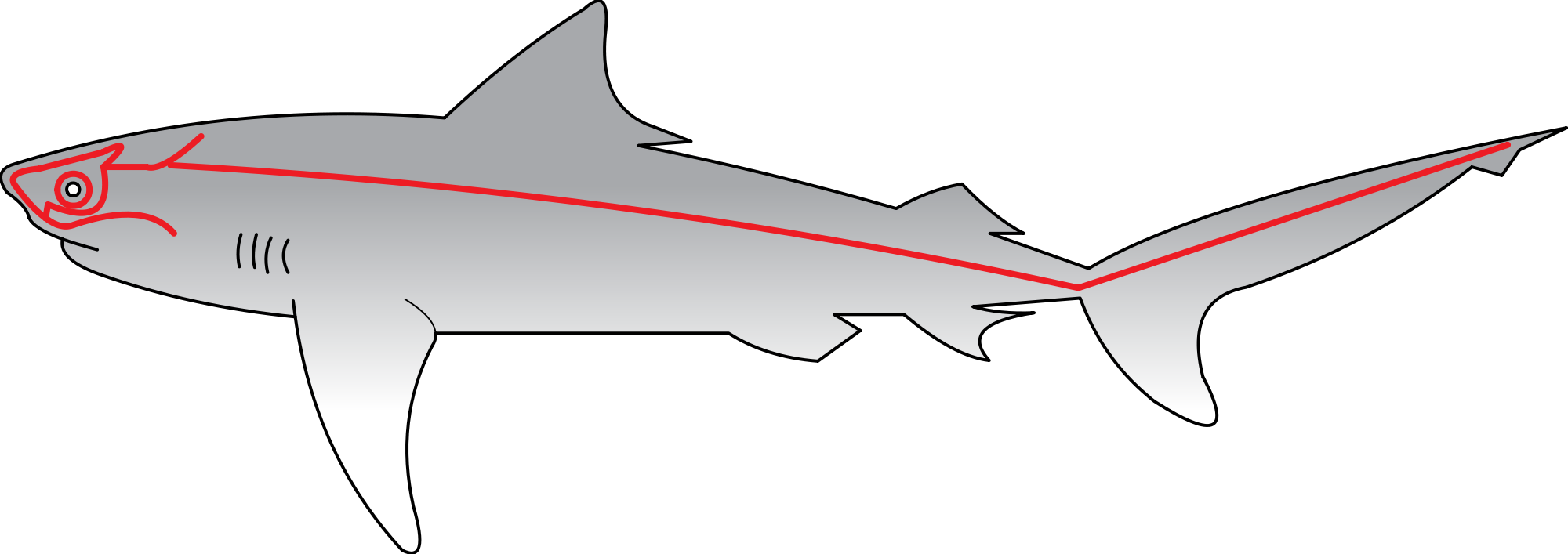 Open - Lateral Line System (2000x707), Png Download