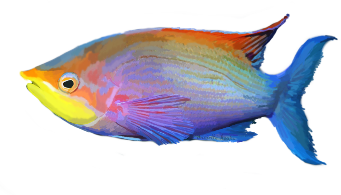 Tropical Fish Png - Salt Water Fish Png (1173x681), Png Download