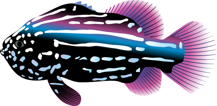 Ocean Life Clip Art - Tropical Fish Clipart (698x341), Png Download