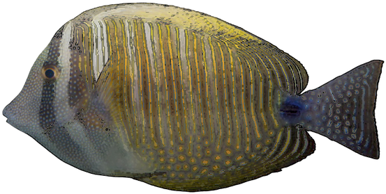 Free Tropical Fish Clip Art - Pomacentridae (640x408), Png Download