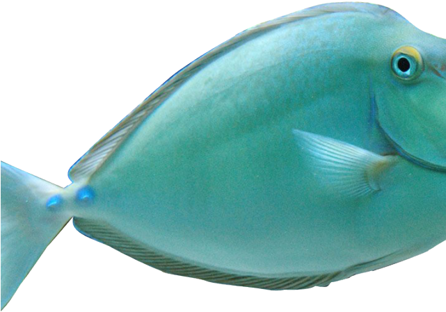 Tropical Fish Clipart Realistic - Unicorn Fish (640x480), Png Download