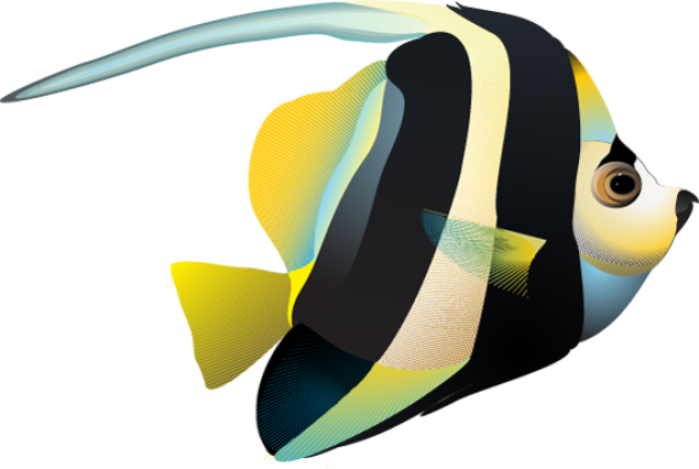 Graphic Design Pinterest Clip Tropical Fish Cartoon - Tropical Fish Cartoon Png (640x430), Png Download