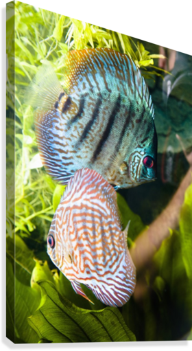 Tropical Fish Canvas Print - Posterazzi Tropical Fish Posterprint 12.00 X 19.00 (280x511), Png Download