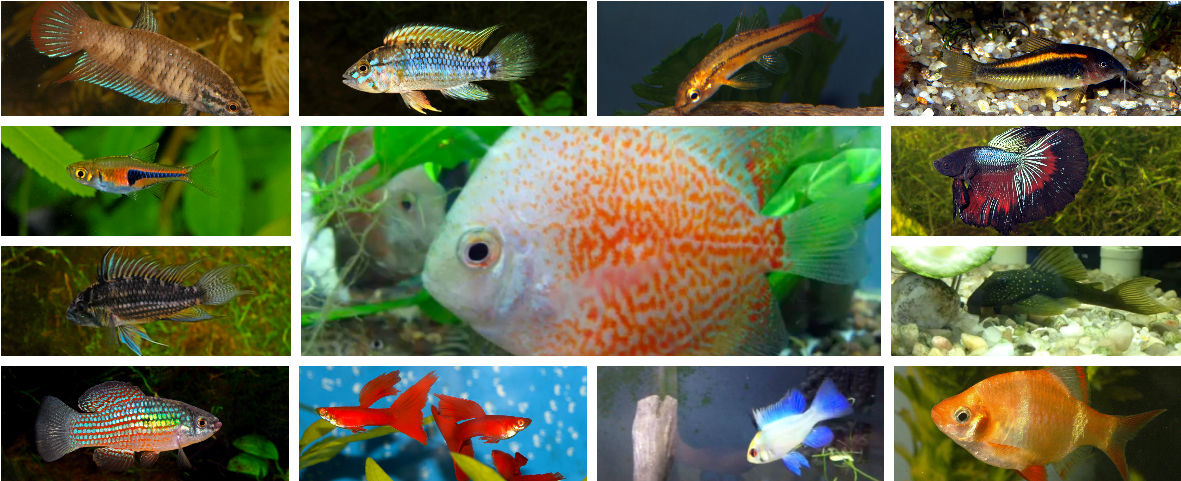 Tropical Fish - Betta Imbellis Female (1200x500), Png Download