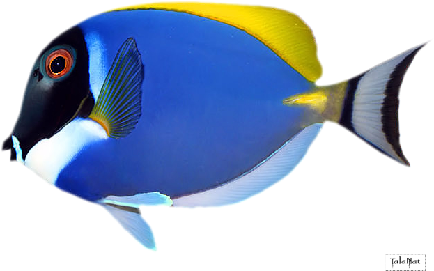 Фотки Colorful Fish, Tropical Fish, Stone Art, Lagos, - Mrs Grossman Mrs. Grossman's Stickers - Tropical Fish (682x431), Png Download