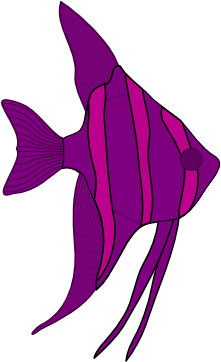 Angel Fish Png Download - Estrella De Mar Silueta (600x361), Png Download