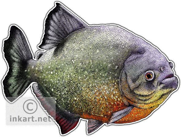 Red-breasted Piranha Decal - Red Bellied Piranha Png (590x448), Png Download