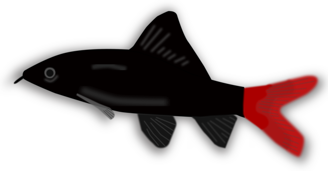 Koi Aquarium Tropical Fish Goldfish - Black And Red Aquarium Fish (649x340), Png Download