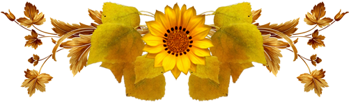 Sunflower (500x300), Png Download