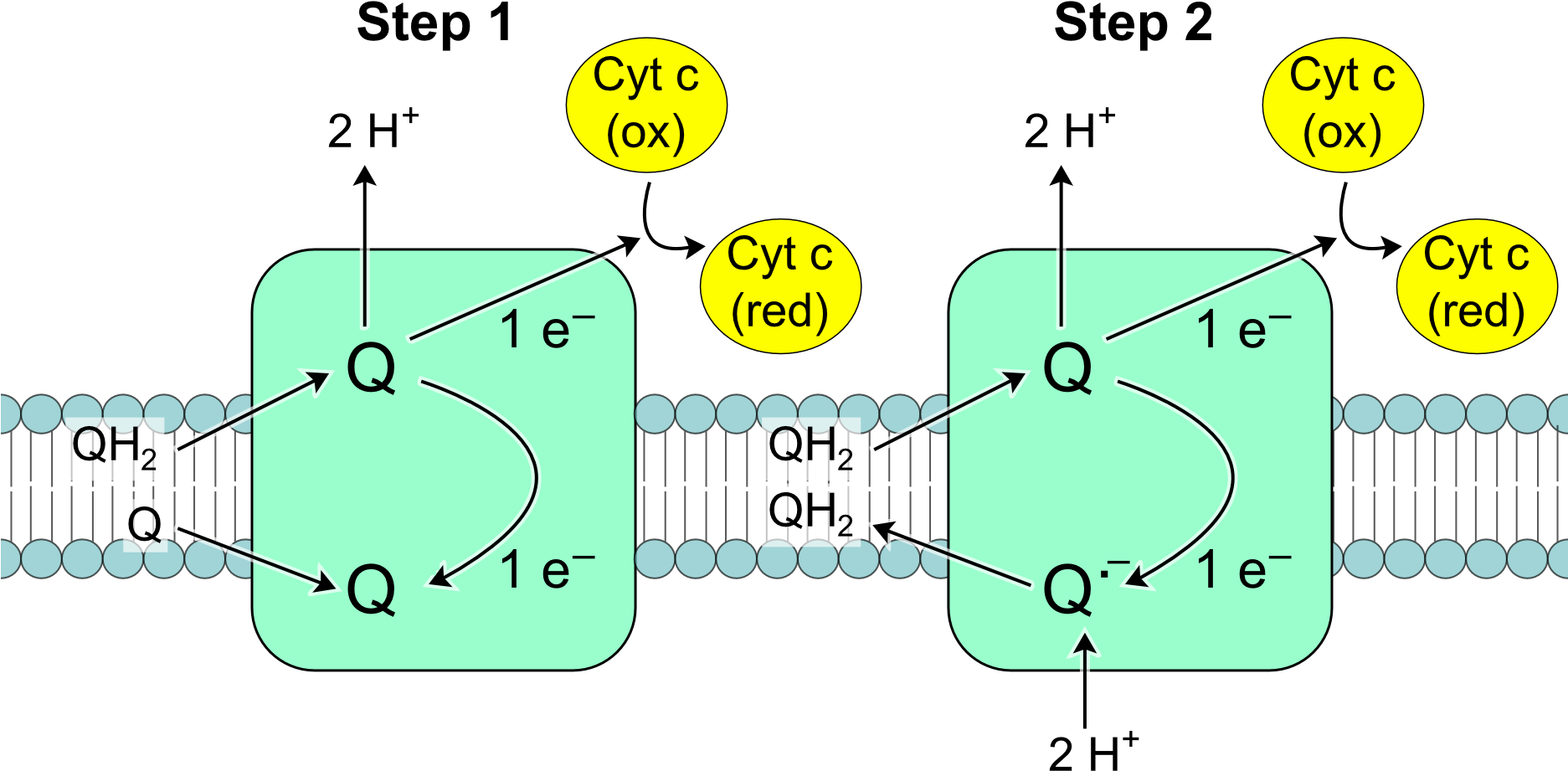 Complex Iii Reaction - Q Cycle In Oxidative Phosphorylation (1872x981), Png Download