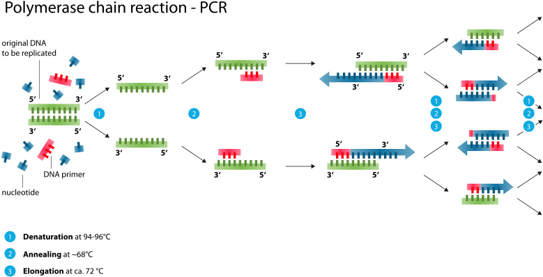Polymerase Chain Reaction (840x438), Png Download