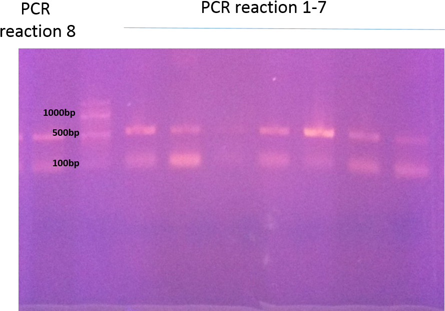 Pcr Reaction - Electric Blue (1322x645), Png Download