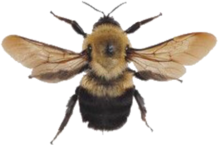 Bee Bumblebee Yellow Aesthetic Png Arthoe Honey Memes - Aesthetic Bees Background (1125x875), Png Download