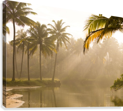 Palm Trees And Sunbeams, Kerala, India Canvas Print - Posterazzi Palm Trees And Sunbeams Kerala India Canvas (429x386), Png Download