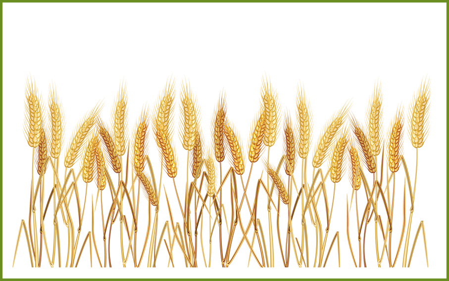 Sun Beams Clipart - Wheat Clipart Transparent Background (907x568), Png Download