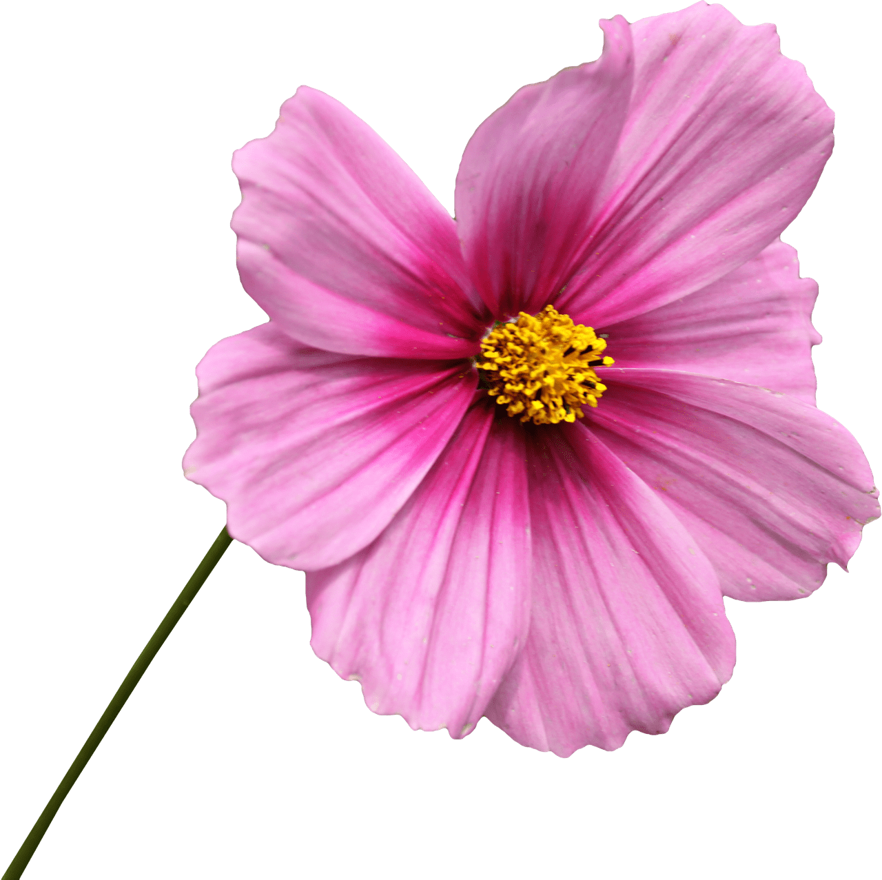 Download - Flor Png (1280x1277), Png Download