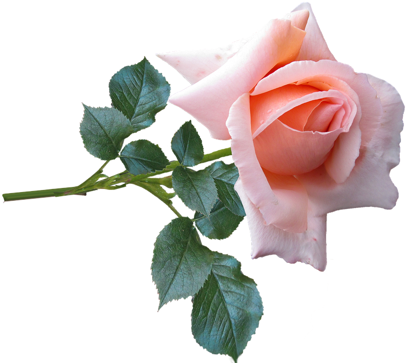 Rose, Flower, Stem, Garden, Nature - Rose Of Nature Png (879x720), Png Download