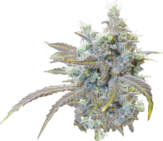 Super Silver Haze - Silver Haze Transparent (521x450), Png Download