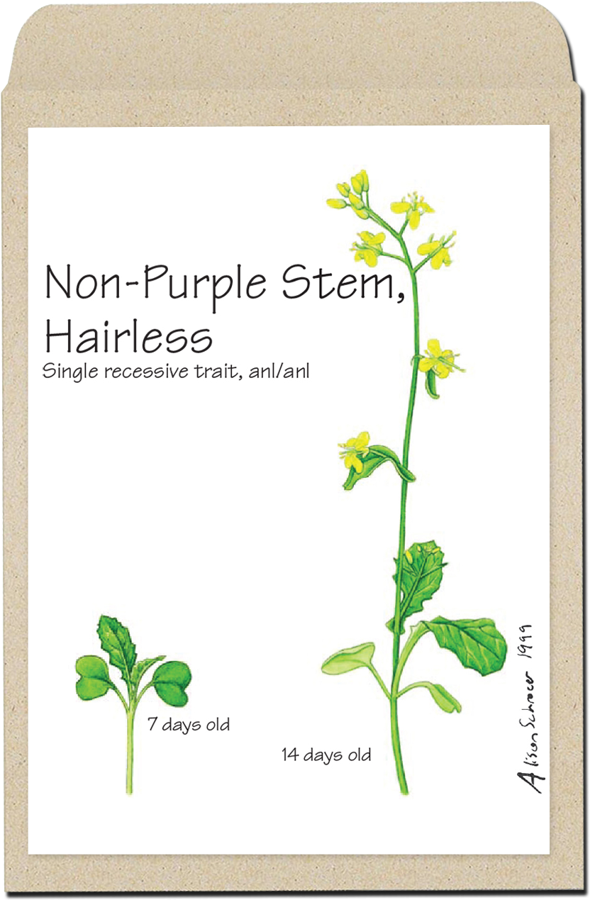 Varieties Of Fast Plants Seeds - Wisconsin Fast Plants Hairy (941x1329), Png Download